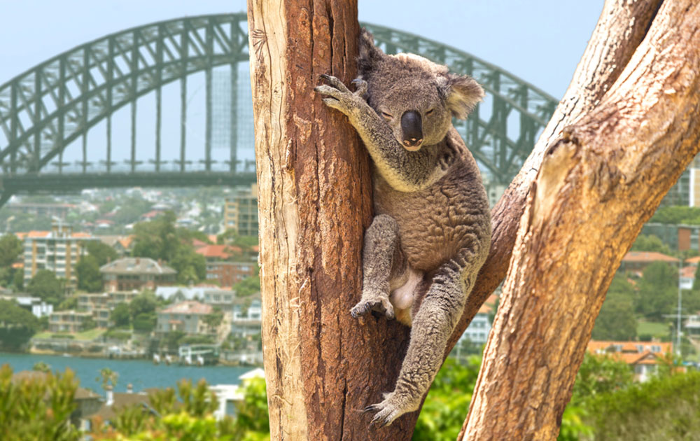 Australia - Koala