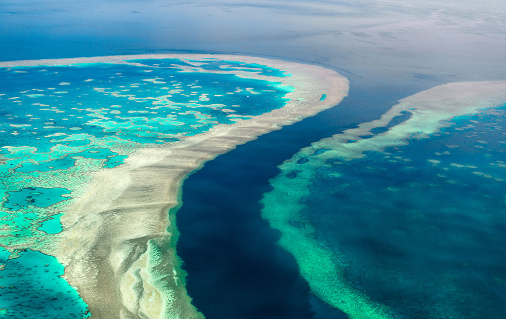 Reef - Grande Barriera Corallina Australiana