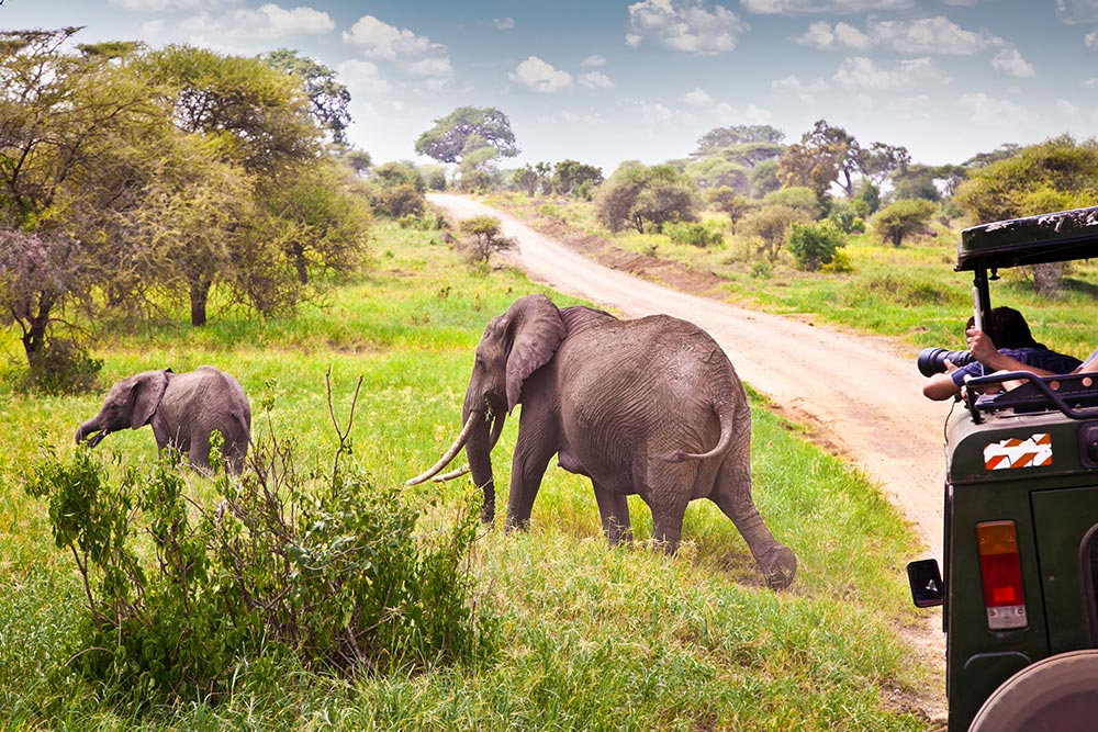 Safari Kenya