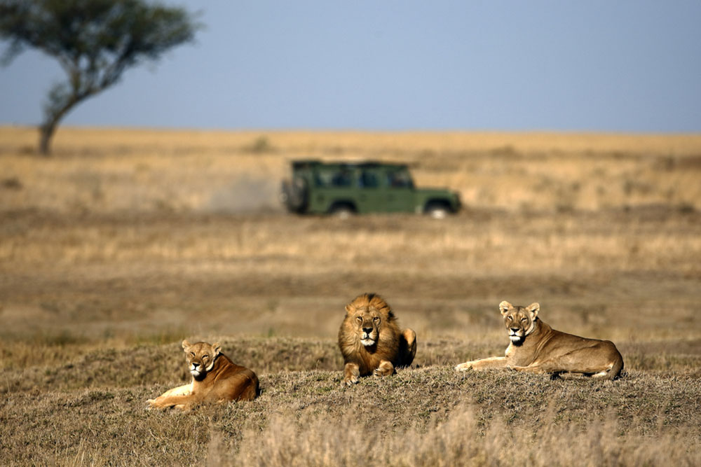 Safari in Sudafrica