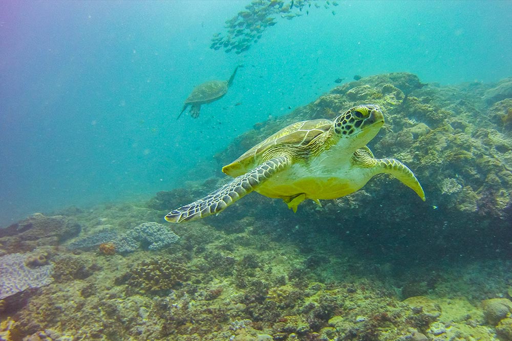 Reef Kenya