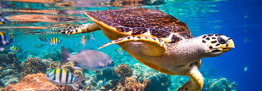 Reef Maldive