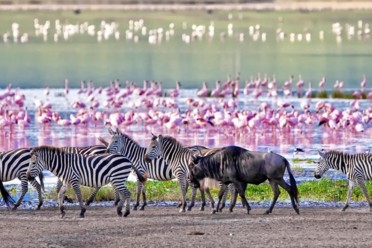 Viaggi Tanzania Wildlife