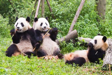 Viaggi Nel regno del panda